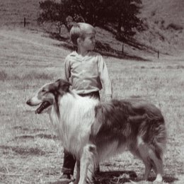 Lassie Collection - Volume 1 / Jon Provost Poster