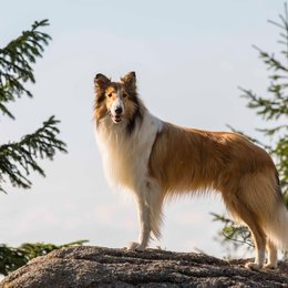 Lassie - Ein neues Abenteuer Poster