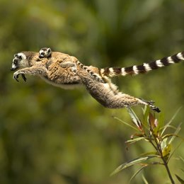 Madagaskar - Ein geheimnisvolles Wunder der Natur Poster
