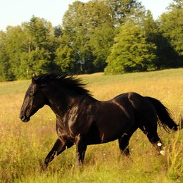 Midnight Stallion - Der König der Pferde Poster