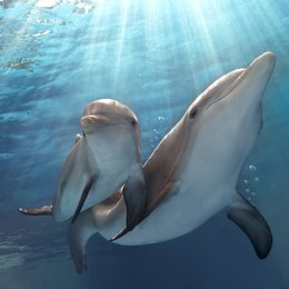 Mein Freund, der Delfin 2 Poster