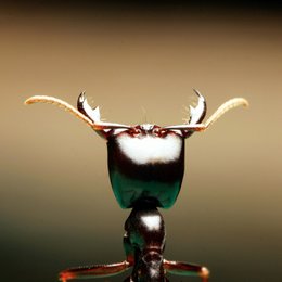 Micropolis - Titanen der Insektenwelt Poster