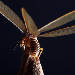 Micropolis - Titanen der Insektenwelt / Micropolis Poster