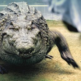 Million Dollar Crocodile - Die Jagd beginnt Poster
