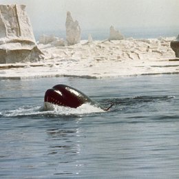 Orca, der Killerwal Poster