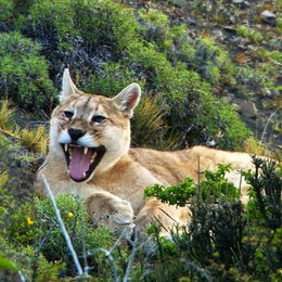 Puma - Unsichtbarer Jäger der Anden (NDR) Poster