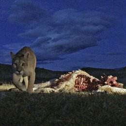Puma - Unsichtbarer Jäger der Anden (NDR) Poster