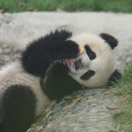 kleine Panda, Der Poster
