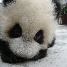 kleine Panda, Der Poster