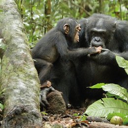 Schimpansen Poster