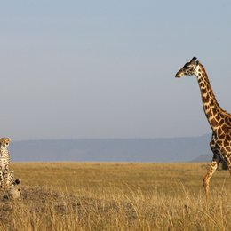 Serengeti Poster