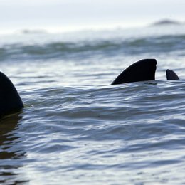 Shark Swarm - Angriff der Haie Poster