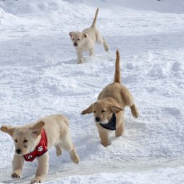 Snow Buddies - Abenteuer in Alaska Poster