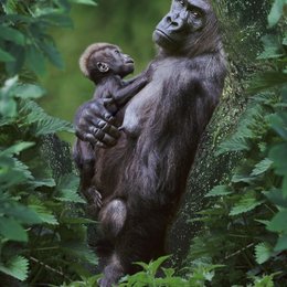 Unser Leben / Gorillas - Gorilla mit Baby / Tropischen Regenwald in Mondika, Kongo Poster