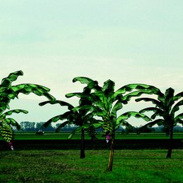 Von Bananenbäumen träumen Poster