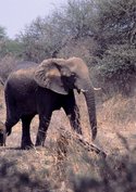 Afrikas faszinierende Tierwelt