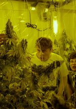 Poster Kid Cannabis