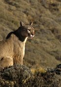 Puma - Unsichtbarer Jäger der Anden