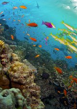 Erlebnis Erde: Great Barrier Reef - Naturwunder der Superlative