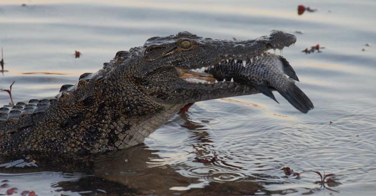 African Adventure 3D - Safari im Okavango · Film 2008 · Trailer · Kritik
