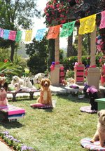 Poster Beverly Hills Chihuahua 3: Viva La Fiesta!