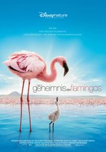 Poster Das Geheimnis der Flamingos