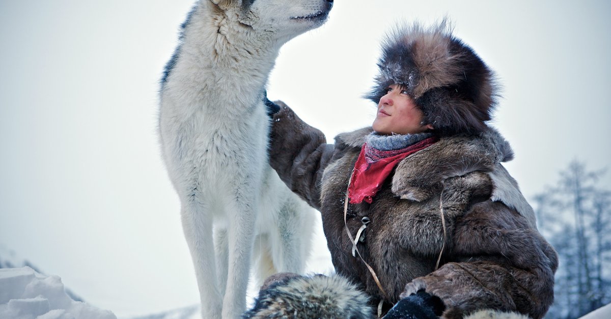 Wolf dsg. Волк 2009.