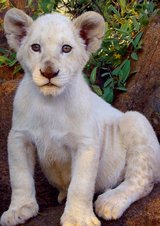 Der weiße Löwe