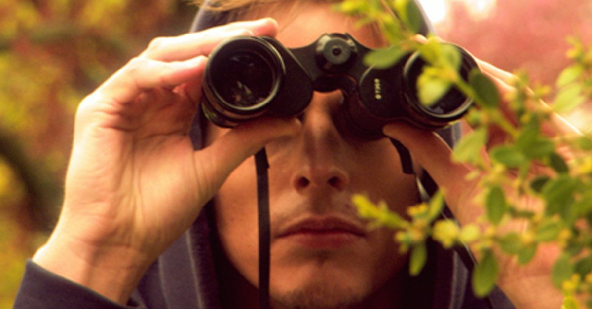 Pigs · Stream Streaminganbieter