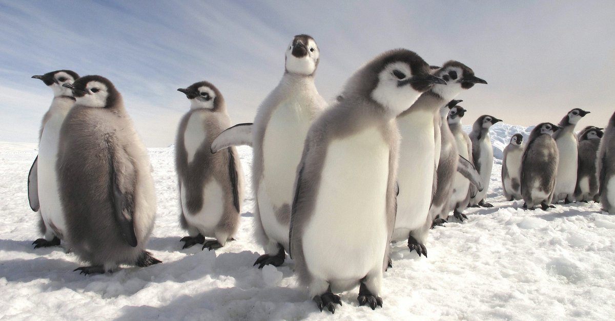Pinguine Hautnah Stream Pinguine Hautnah Stream