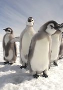 Pinguine hautnah