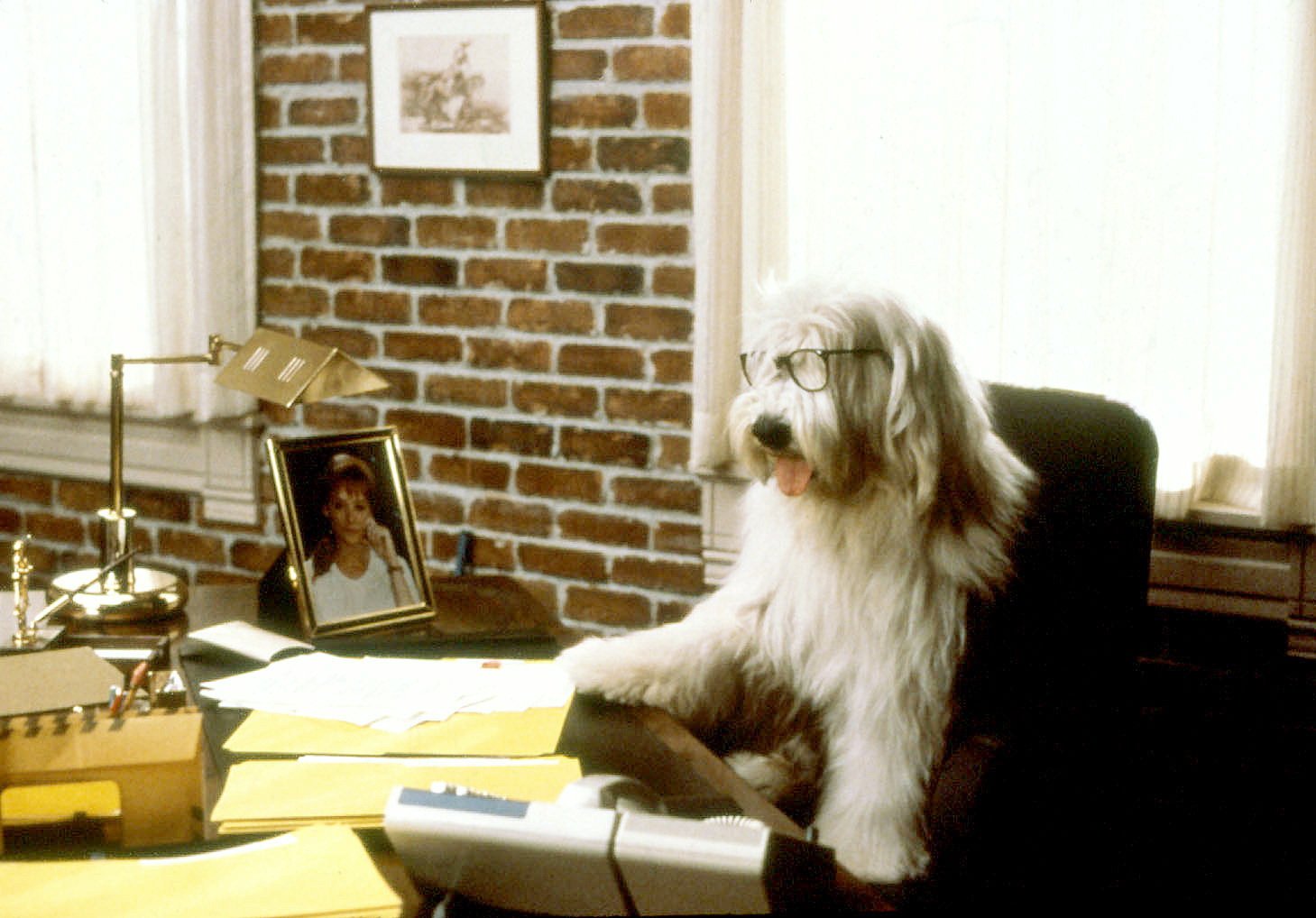 Return of the Shaggy Dog Film 1987 Trailer Kritik