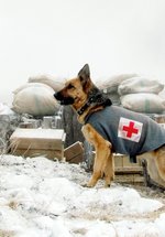 Poster Rin Tin Tin - Ein Held auf Pfoten