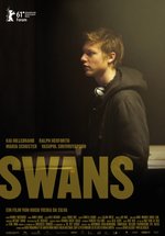 Poster Swans