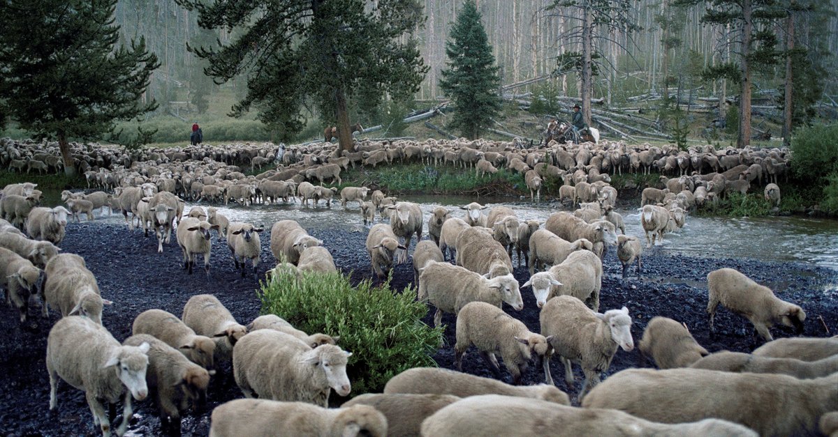 Sweetgrass · Film 2009 · Trailer · Kritik