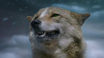 "Der letzte Wolf": Die natürliche Ordnung zwischen Wolf und Schaf - Exklusiver Clip