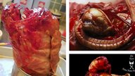 Weihnachtsgans des Grauens: Dieses "Alien"-Rezept macht nur echte Horror-Fans glücklich! 