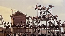 Wie bei Alfred Hitchcock: Vögel attackieren Frau in Berlin!