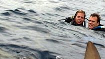 „Open Water 3“: Der Hai-Horror geht weiter & liefert uns einen ersten Trailer