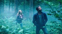 Die 7 gruseligsten Wälder und warum du sie lieber nicht betreten solltest