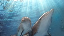 „Mein Freund, der Delfin 3“ – Kommt eine Fortsetzung?
