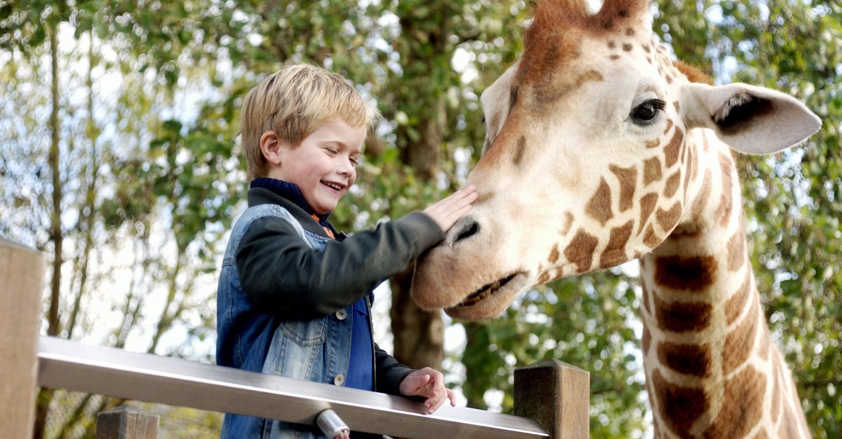 Mein Freund, Die Giraffe Mein Freund, Die Giraffe