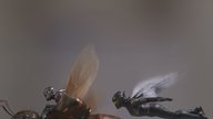 „Ant-Man and the Wasp“: Deutscher Kinostart, alle Trailer & Bilder