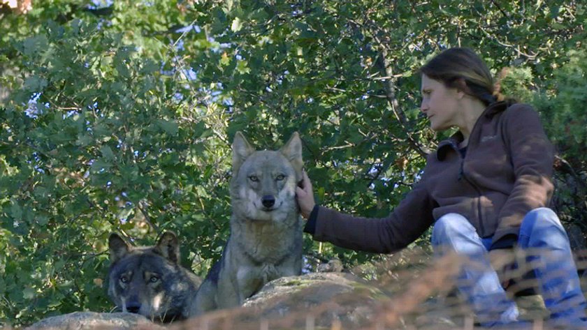 Die Rückkehr der Wölfe · Film 2020 · Trailer · Kritik