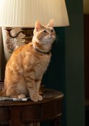 Captain Marvels Katze Goose: Der Flerken kehrt in „The Marvels“ zurück – mit niedlicher Überraschung