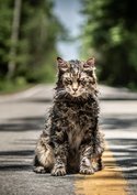 „Friedhof der Kuscheltiere“ ist zurück: Seht die ersten Bilder zum neuen Horrorfilm von Stephen King