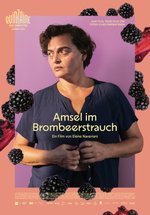 Poster Amsel im Brombeerstrauch