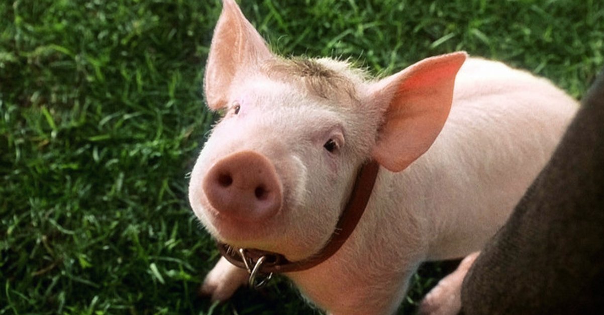 Ein Schweinchen Namens Babe Ganzer Film Deutsch Ein Schweinchen namens Babe · Film 1995 · Trailer · Kritik