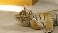  A Tiger's Tail