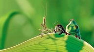  Das große Krabbeln